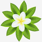 Hawaii Blume
